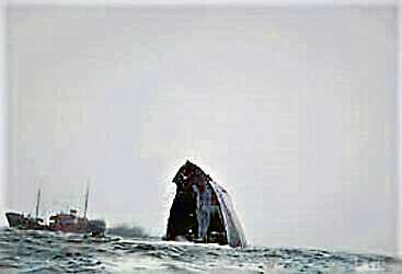 The sinking of the Tifón. May, 1955